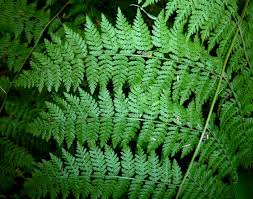 Image result for Helinus spartioides