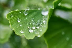 Embun jelaga atau yang biasa disebut jamur daun ini disebabkan oleh serangga (vektor) yang menghisap gula dari tanaman.gula tersebut yang merangsang. Ginkgo Daun Embun Foto Gratis Di Pixabay