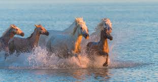 Daryl braithwaite sang 'the horses' at parliament house and oh boy, the mps had a sick one, junkee reported in march. How Well Do You Remember The Horses By Daryl Braithwaite