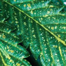 Check spelling or type a new query. How To Get Rid Of Aphids Prevent Aphids Trifecta Natural
