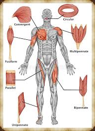 Kas Anatomisi Kas Sistemi Duz Kas Vucut Gelistirme