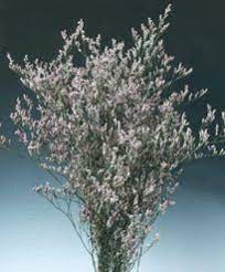 Limonium Wholesale Florist Flower Guide Flowers
