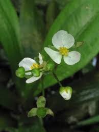 Image result for Fuirena sagittata