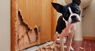 Check spelling or type a new query. How To Stop A Dog From Chewing Your Stuff