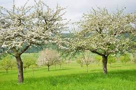Fruit Tree Spray Schedule Tips On Proper Fruit Tree Spraying Times Fruit Trees Backyard Fruit Tree Garden Pruning Fruit Trees