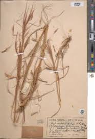 Image result for Hyparrhenia filipendula