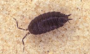 You can choose up to 3 colors. Pillbug Armadillidium Vulgare
