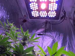 I've read that you can put 1 and 2 bulb fixtures on the floor facing up or even on the sides of the plants to compensate for the light a little further down the plant. How Does Color Spectrum Affect Growing Weed Grow Weed Easy