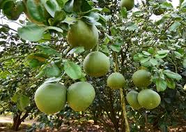 Dalam dunia kosmetika dan medis, misalnya, buah yang banyak mengandung vitamin c itu merupakan bahan. Klasifikasi Dan Morfologi Tanaman Jeruk Bali Ilmu Pertanian