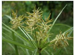 Image result for Cyperus tomaiophyllus