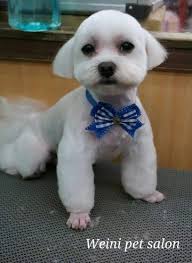 Pin On Dog Cuts