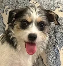 Baby's coat color changing to bronze