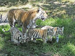 Dalam adat dan budaya indonesia, mitos mengenai harimau memang mendapatkan perhatian yang istimewa. Apa Arti Harimau Terlihat Dalam Mimpi Apa Mimpi Harimau