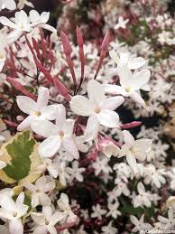 How To Grow Pink Jasmine Vine Jasmine Plant Jasmine Vine Pink Jasmine