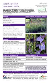 Image result for Lobelia thermalis