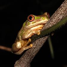 Image result for Moraea natalensis