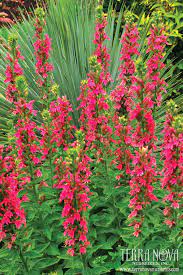 Lobelia Monet Moment We Were Amazed By Two Of This Plant S Traits Immense Flower Size Flower Bed Plants When To Plant Vegetables Spring Vegetable Garden