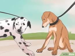 You've been training your dog all wrong. How To Train Your Dog To Not Run Away With Pictures Wikihow