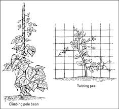 Pole bean plant with pods. How To Grow Beans And Peas Dummies