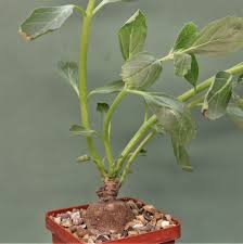 Image result for Pterodiscus angustifolius