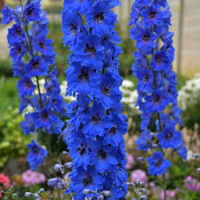 Image result for Delphinium