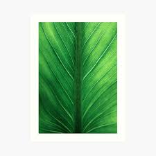 From wikimedia commons, the free media repository. Palm Leaf Printable Gifts Merchandise Redbubble
