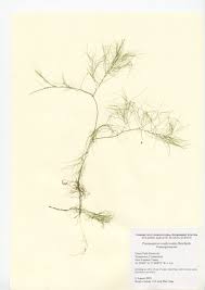 Image result for Eleocharis confervoides