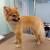 Short Hair Pomeranian Haircuts