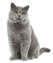 50 Lovely British Shorthair Cat Images Golfian Com British Shorthair Cats British Blue Cat British Shorthair