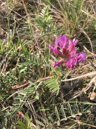 Image result for Astragalus
