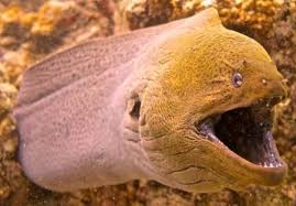 Giant Moray Eel Moray Eel Sea Life Creatures Eel Facts