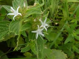 Image result for Virectaria major