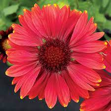 Use them in commercial designs under lifetime, perpetual & worldwide rights. Arizona Red Shades Blanket Flower Seeds Park Seed