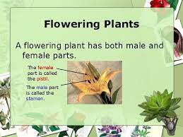 This being the case, both male and female flowers are needed for successful reproduction. Flower Dissection Activity Review Flowering Plants A Flowering