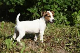 Ils peuvent avoir la peau ridée du carlin, mais le museau plus droit du jack russell. Tout Savoir Sur Le Jack Russel Terrier