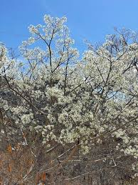 Image result for Albizia isenbergiana