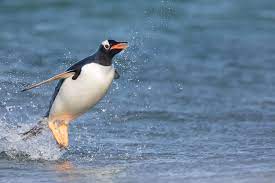 Penguins make their first appearance in the original animated short, wherein pen (known as finn in the main series) and jake use them as snowboards. Penguins Are Aussies Or Are They Kiwis Berkeley News