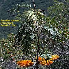 Check spelling or type a new query. Tree List