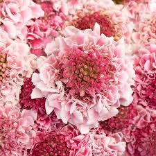 Image result for Scabiosa