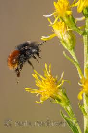 Image result for Bombus lapponicus
