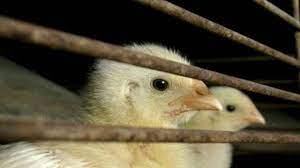 In the southern state of kerala, officials have said as many as 12,000 ducks have died, and officials told bbc hindi the entire state is on alert and a control room has been created to tackle the situation. Dna Explainer Should You Stop Eating Chicken Eggs Due To Bird Flu Here S What Who Says