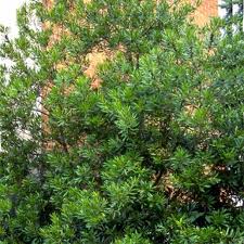 Image result for Myrica salicifolia