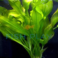 Image result for Ottelia ulvifolia