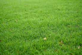 The green garden hotel is a good place to stay in kuta. Field Of Green Grass Nature Background Beautiful Green Nature Garden Background 910x607 Wallpaper Teahub Io