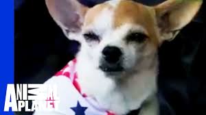 American and british english spellings of names do have some minor differences. Chihuahua Dogs 101 Youtube