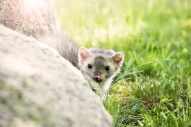 Es ist ein schlaues und auch niedliches tierchen, welches in der nat. Marderabwehr Im Haus Und Am Kfz Marderfangen De