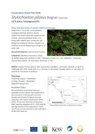 Image result for Stylochaeton