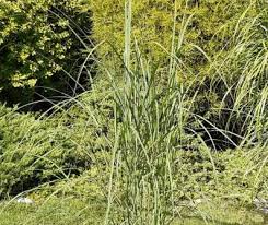 We did not find results for: Ozdobnice Miscanthus Sinensis Little Miss Zahradnictvi Hruska