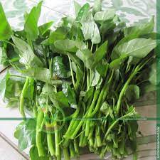 Ban Hạt Giống Rau Muống Gia Rẻ Hướng Dẫn Cach Trồng Rau Muống Từ A đến Z Cay Cỏ Rau Củ Rau Muống