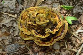 Image result for Polysphaeria harrisii